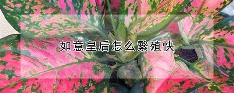 如意皇后分株|一颗如意皇后怎么繁殖，可以采取分株的方式繁殖